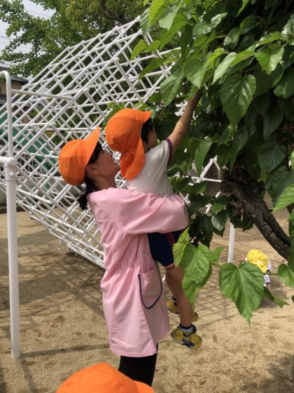 富士見が丘こども園は園内に自然がいっぱいです。今は桑の実がたくさんできています。子どもたちは口の周りを紫色にしながら美味しそうにほうばっています。次は何ができるかな？